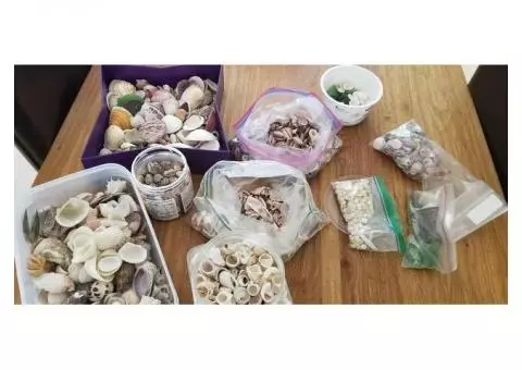 Shells and sea glass for free